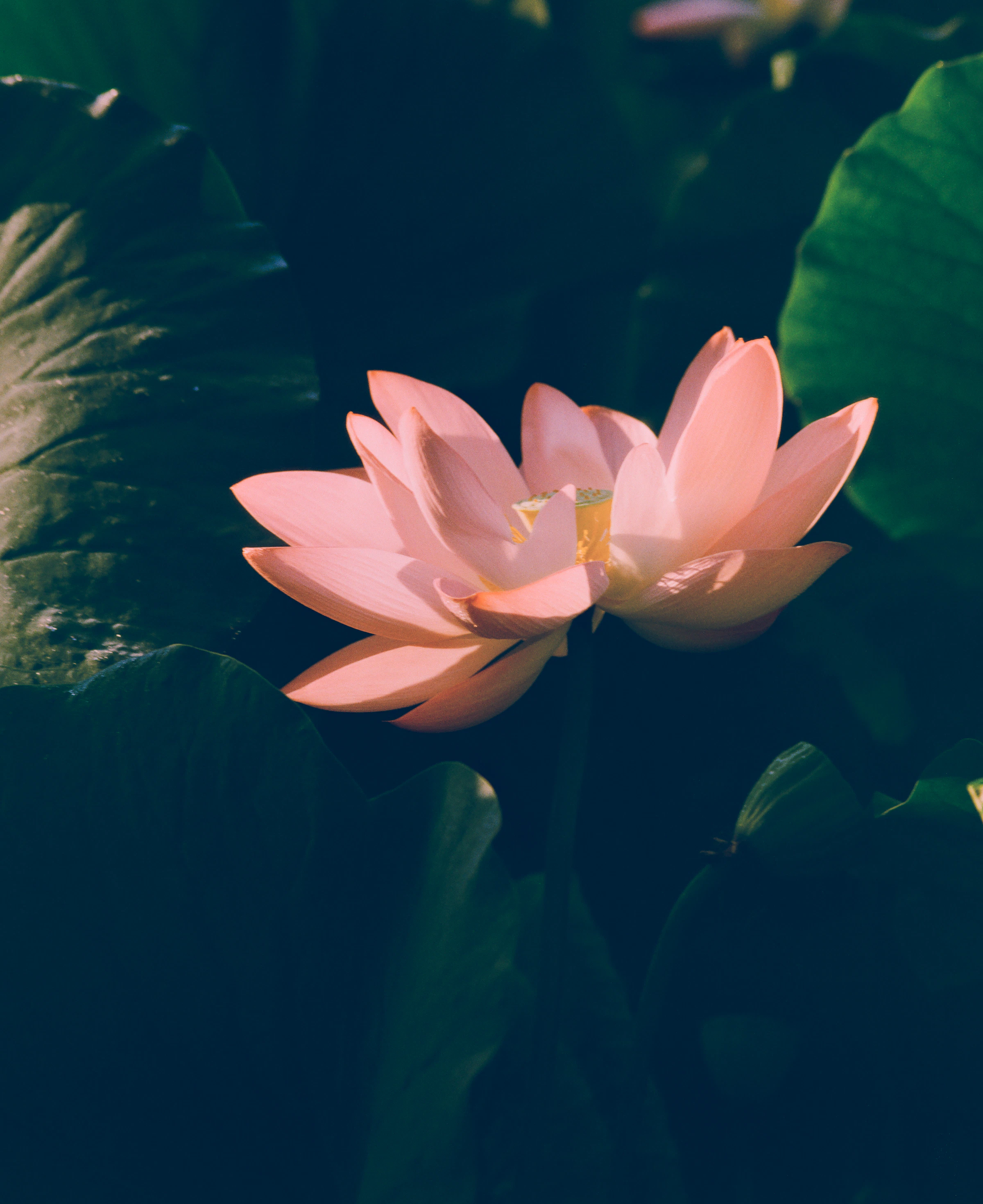 Ahmed Nishaath_1759611720377_unsplash_id_bX_sZ5_6ySE.webp